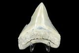 Serrated, Fossil Megalodon Tooth - Aurora, North Carolina #176580-2